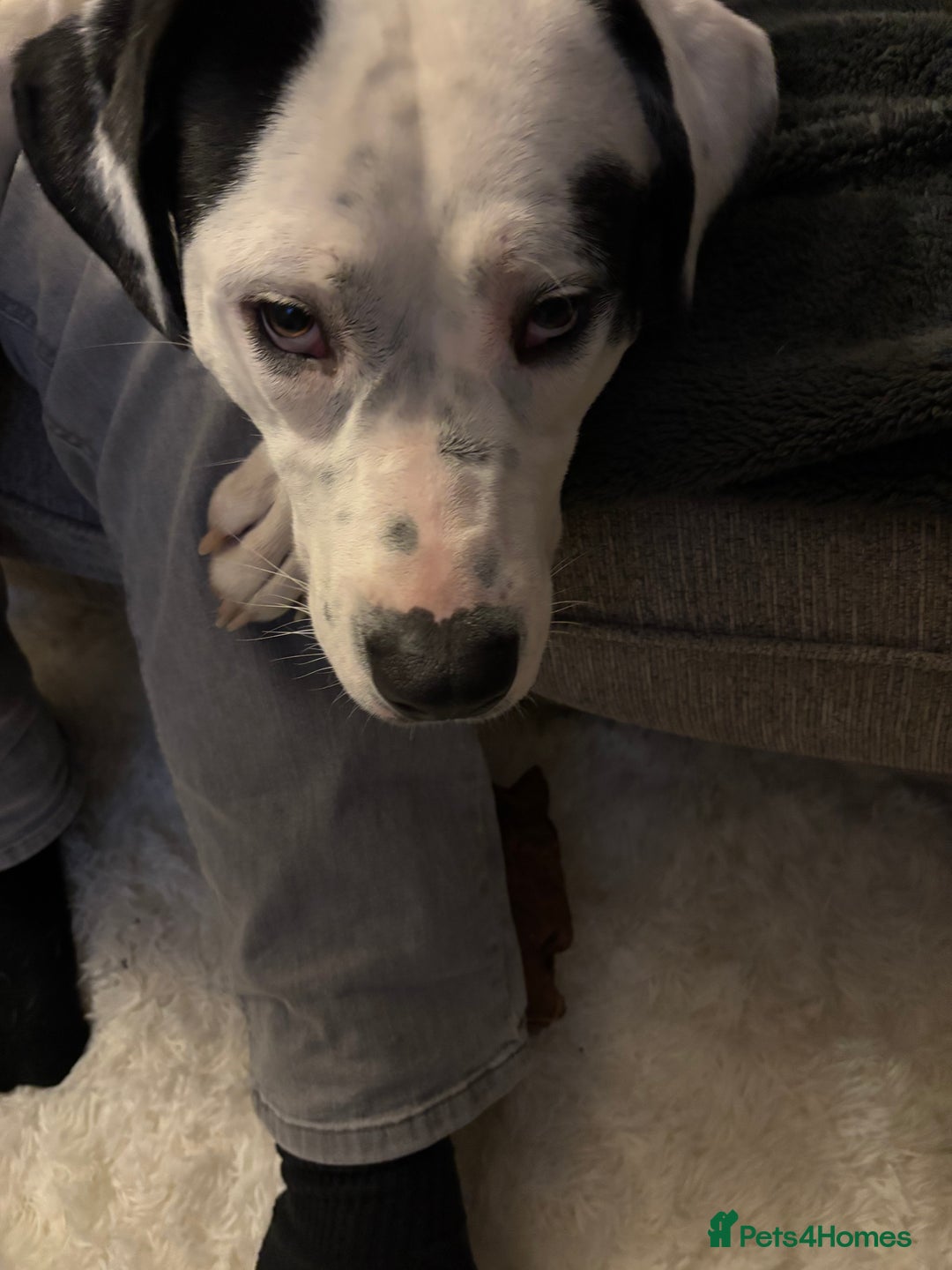 Mixed Breed dogs for sale: Needs new home asap - Advert 10