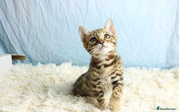 Bengal cats for sale: 🔥Absolute stunning little Talia ready to leave🔥 - Image 23