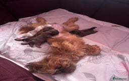 Shih Tzu dogs for sale: A girl and a boy - Image 17