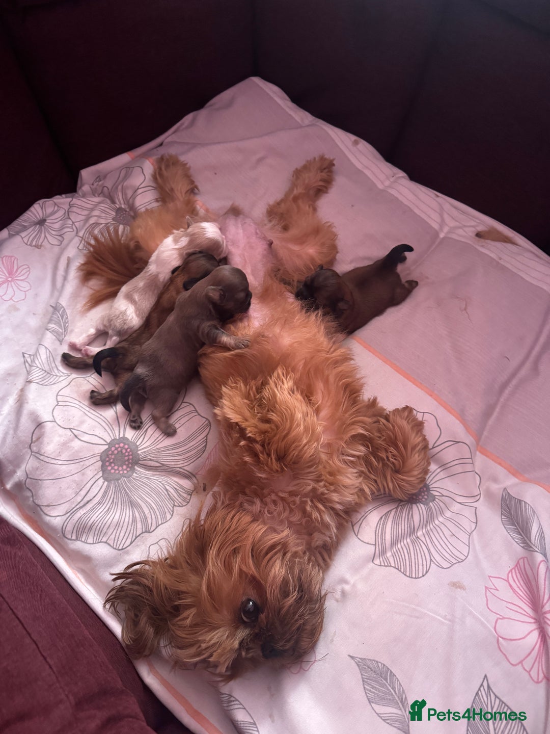 Shih Tzu dogs for sale: A girl and a boy - Image 17