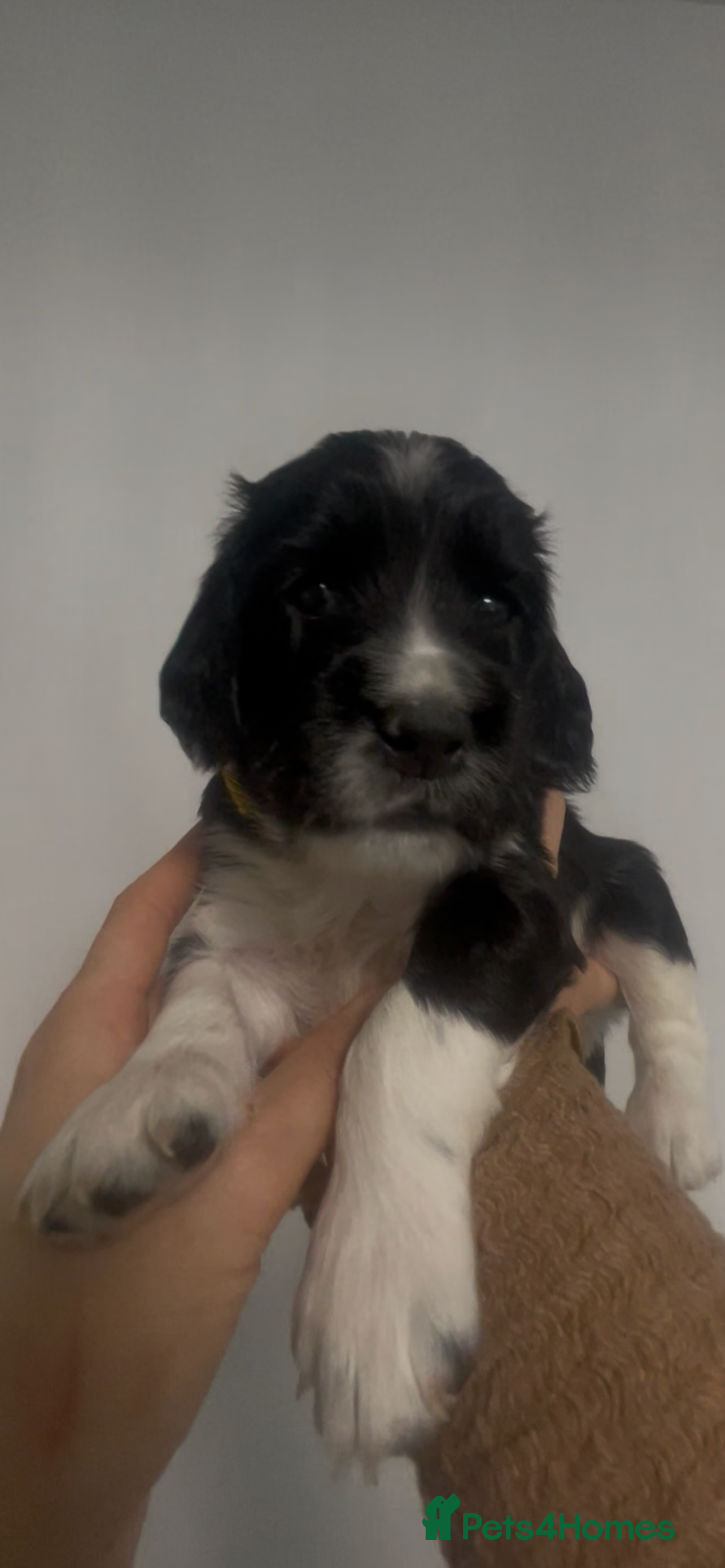 English Springer Spaniel dogs 4 weeks old🐶❤️AdorableSpringerSpanielPuppie 🐶❤️  - Advert 2
