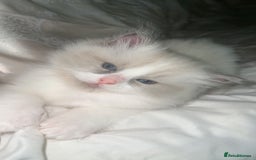 Ragdoll cats for sale: 😍 RARE BLUE LYNX POINT BICOLOR ENTIRE MALE 😍 - Image 9