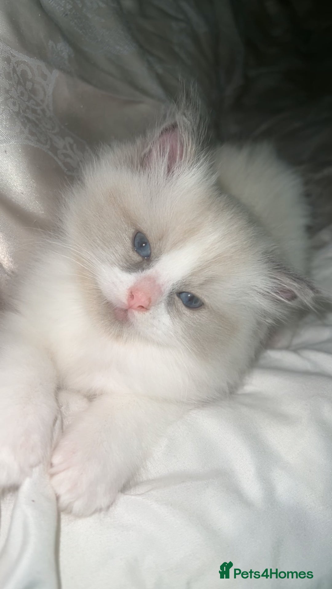 Ragdoll cats for sale: 😍 RARE BLUE LYNX POINT BICOLOR ENTIRE MALE 😍 - Image 9
