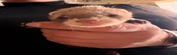 Ferret rodents for sale: Male ferret kits for sale  in Oakham - Advert 7