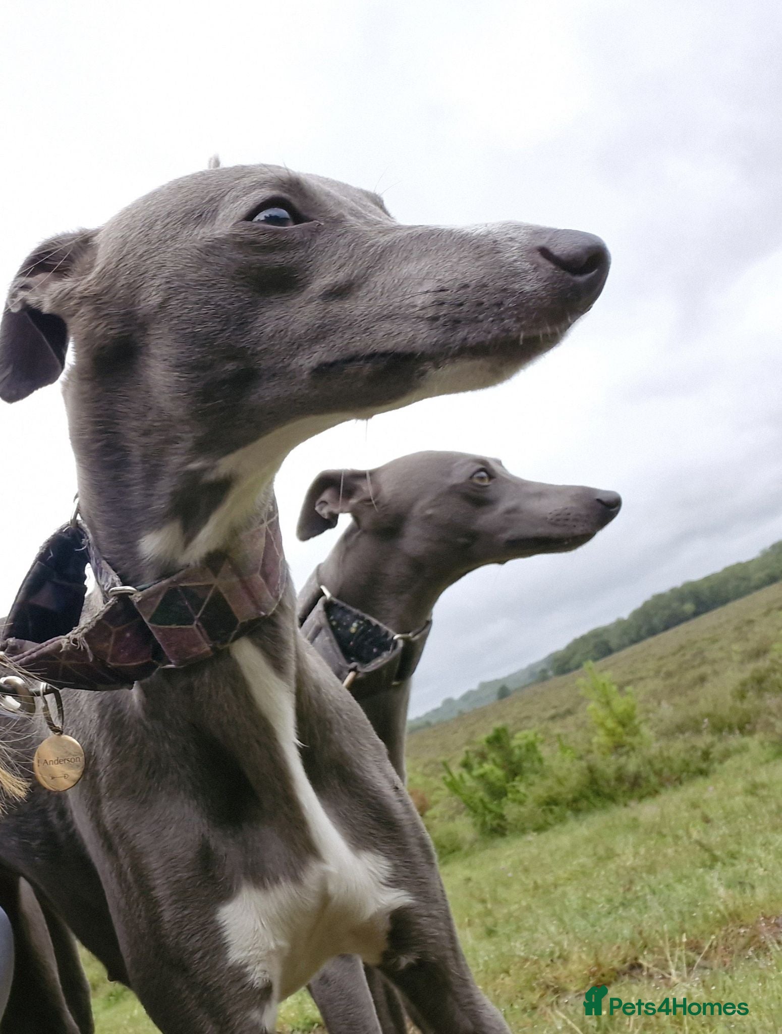 Whippet dogs Wonderful KC registered whippet puppies - Advert 2