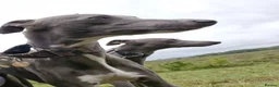 Whippet dogs for sale: Wonderful KC registered whippet puppies - Advert 1