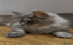 Maine Coon cats for sale: Maine coon kittens•Ready to leave•Fully vaccinated - Image 15