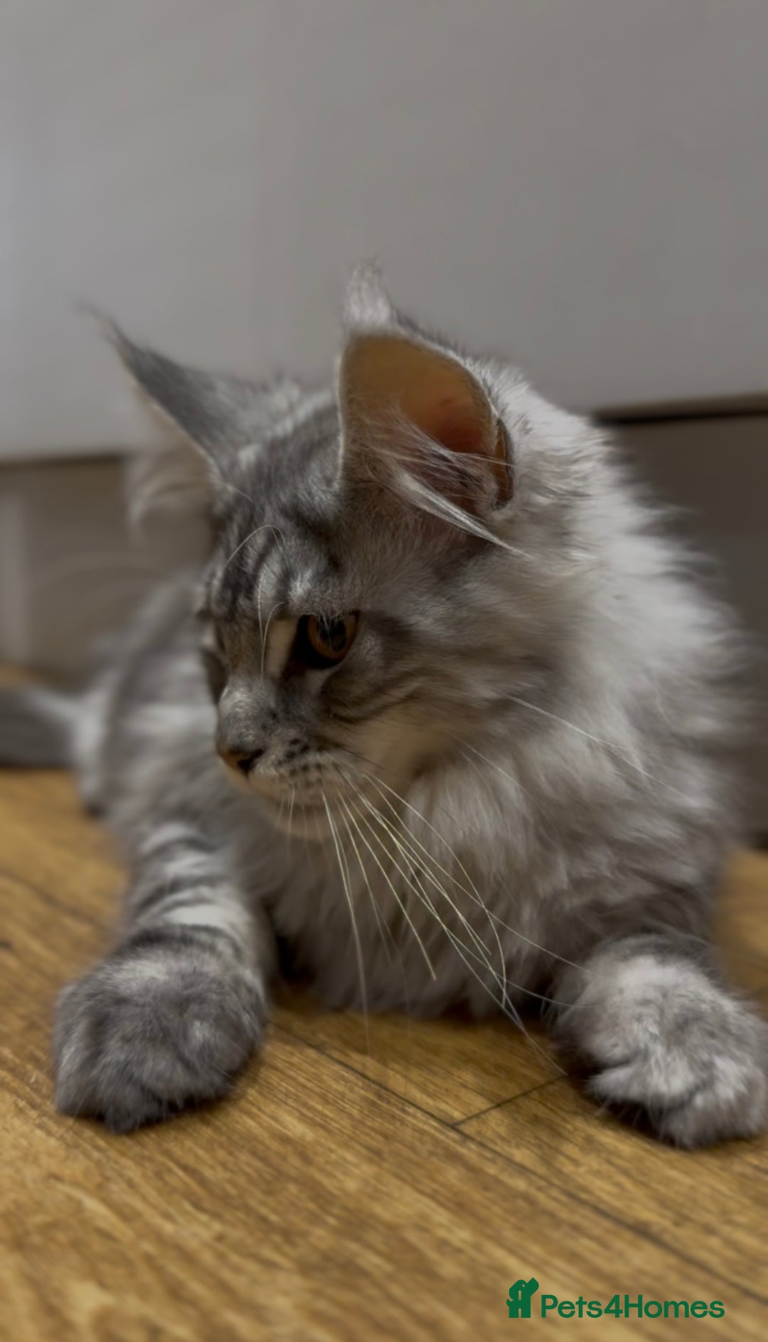 Maine Coon cats for sale: Maine coon kittens•Ready to leave•Fully vaccinated - Image 15