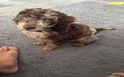 Miniature Poodle dogs for stud: Gorgeous Chocolate Merle Proven Stud in Mansfield - Image 10