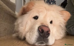 Mixed Breed dogs for sale: Chow chow - Image 2