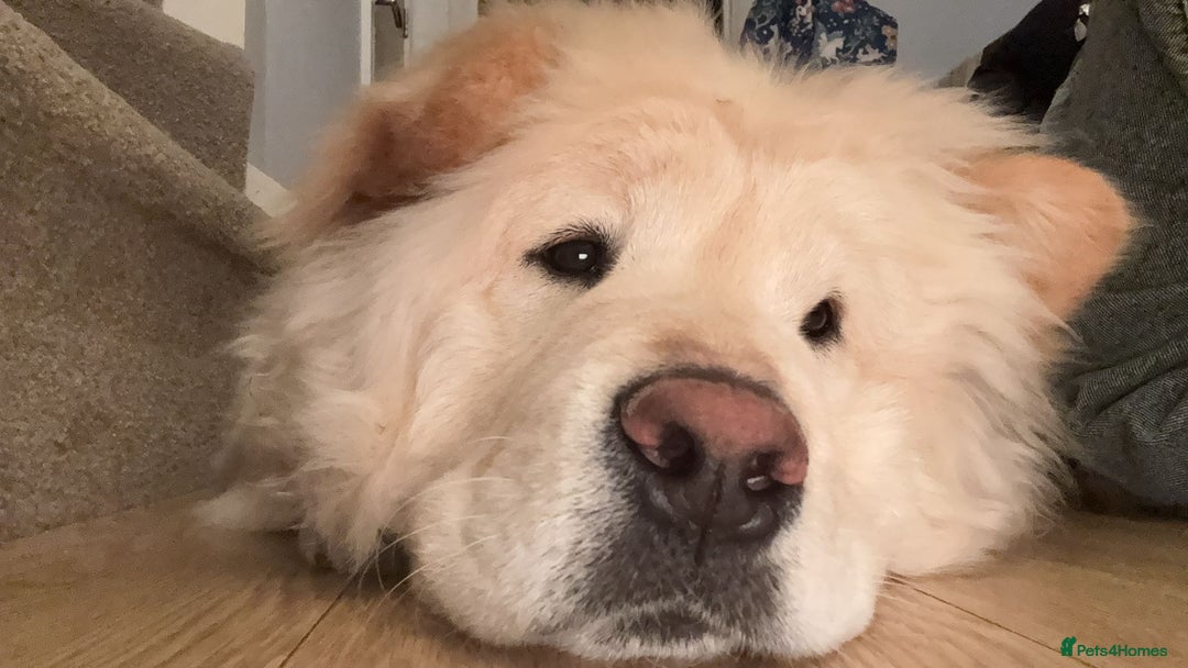Mixed Breed dogs for sale: Chow chow - Image 2