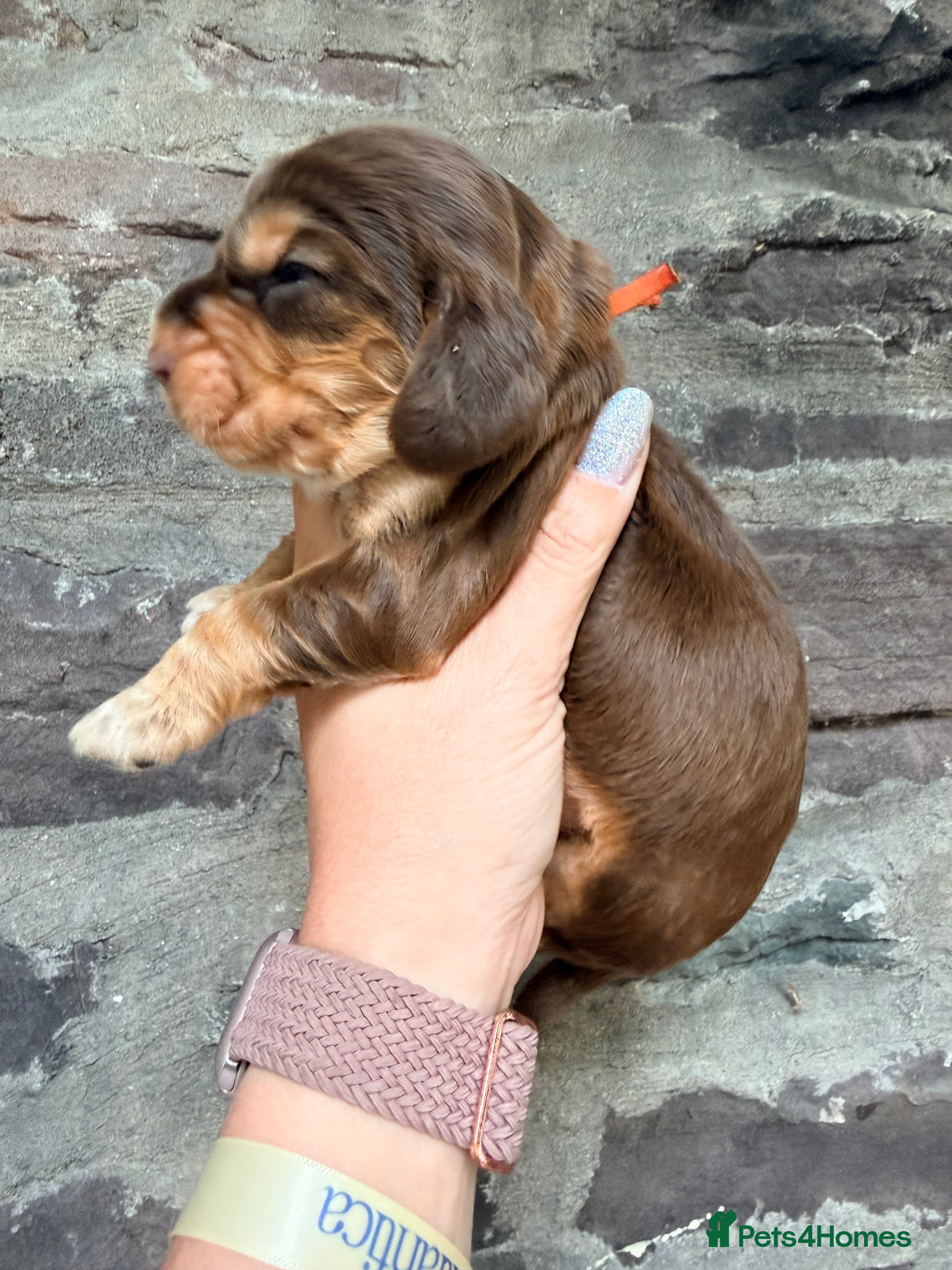 Cocker Spaniel dogs KC Reg, health tested Chocolate Puppies - Advert 2