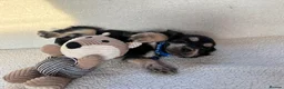 Cocker Spaniel dogs for adoption: showtime cocker spaniel puppies in Ipswich - Advert 14