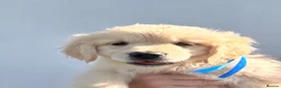 Golden Retriever dogs for sale: 👉👉Fully health tested parents!! 👈👈 - Advert 28