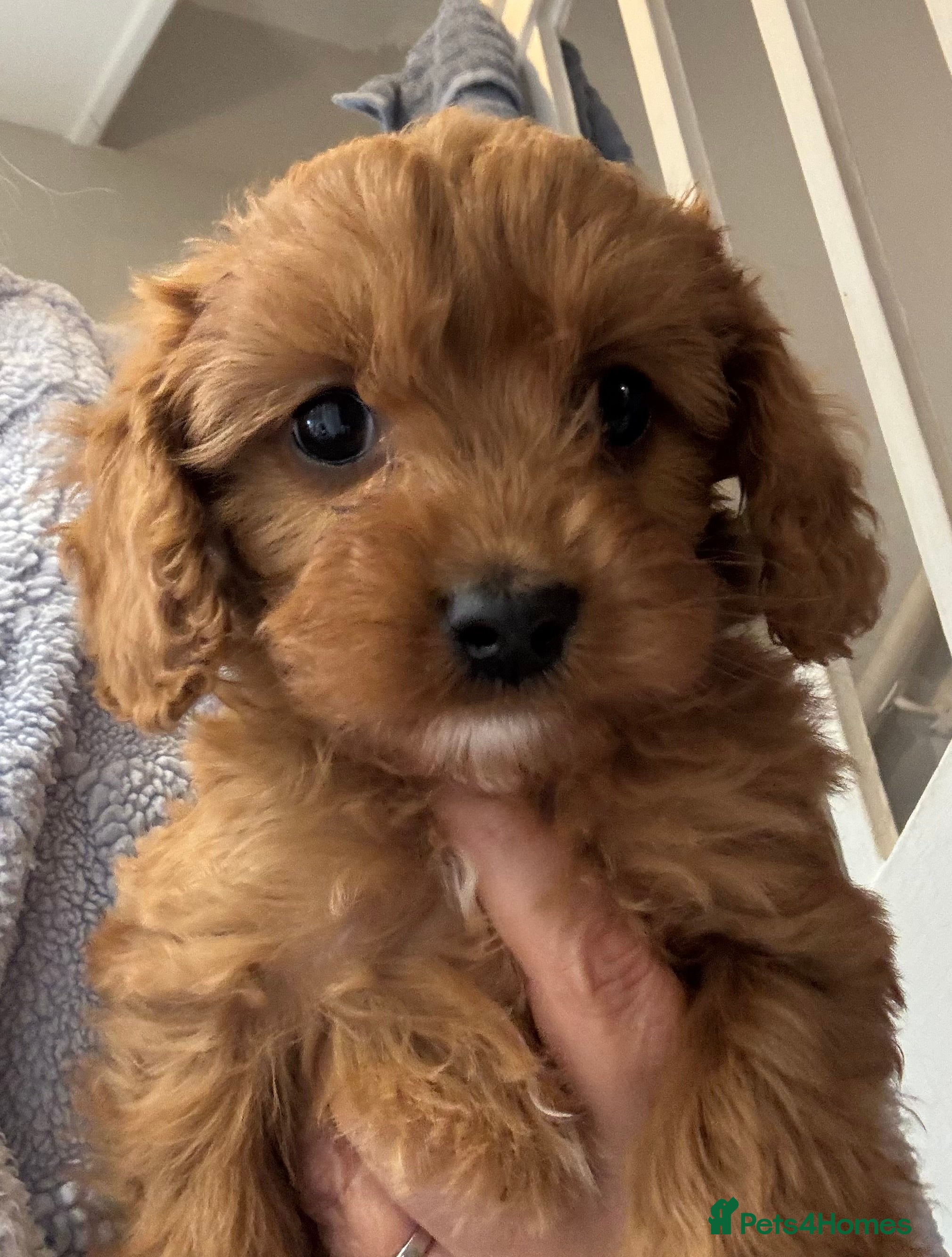 Cavapoo dogs Beautiful hypoallergenic Cavapoo pups - Advert 2