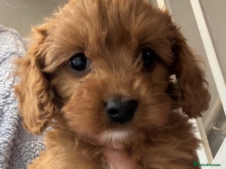 Cavapoo dogs Beautiful hypoallergenic Cavapoo pups - Advert 1