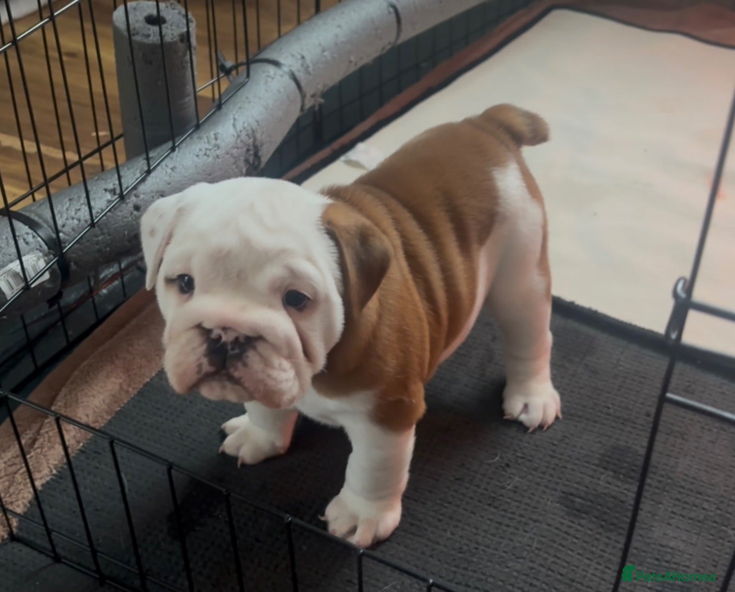 English Bulldog dogs English Bulldog pups  - Advert 14