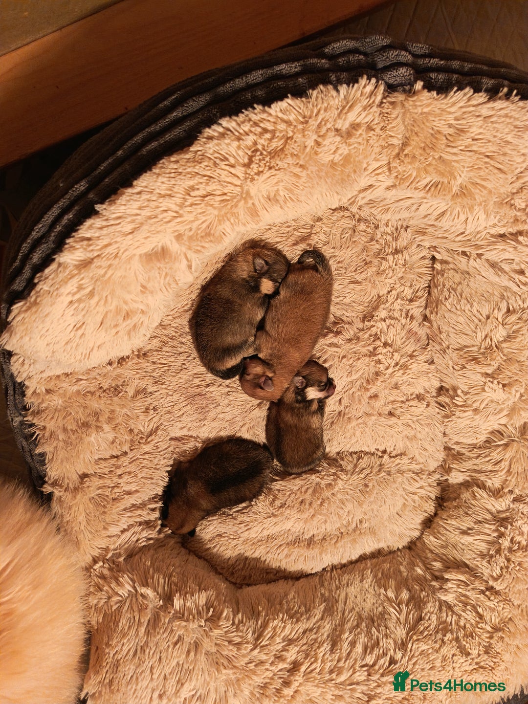 Pomeranian dogs for sale: 2 POMERANIAN PUPPIES FOR SALE - 1 girl and 1 boy - Advert 4