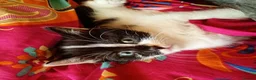 Mixed Breed cats for sale: 9 week old male kitten  in Bridlington - Advert 2