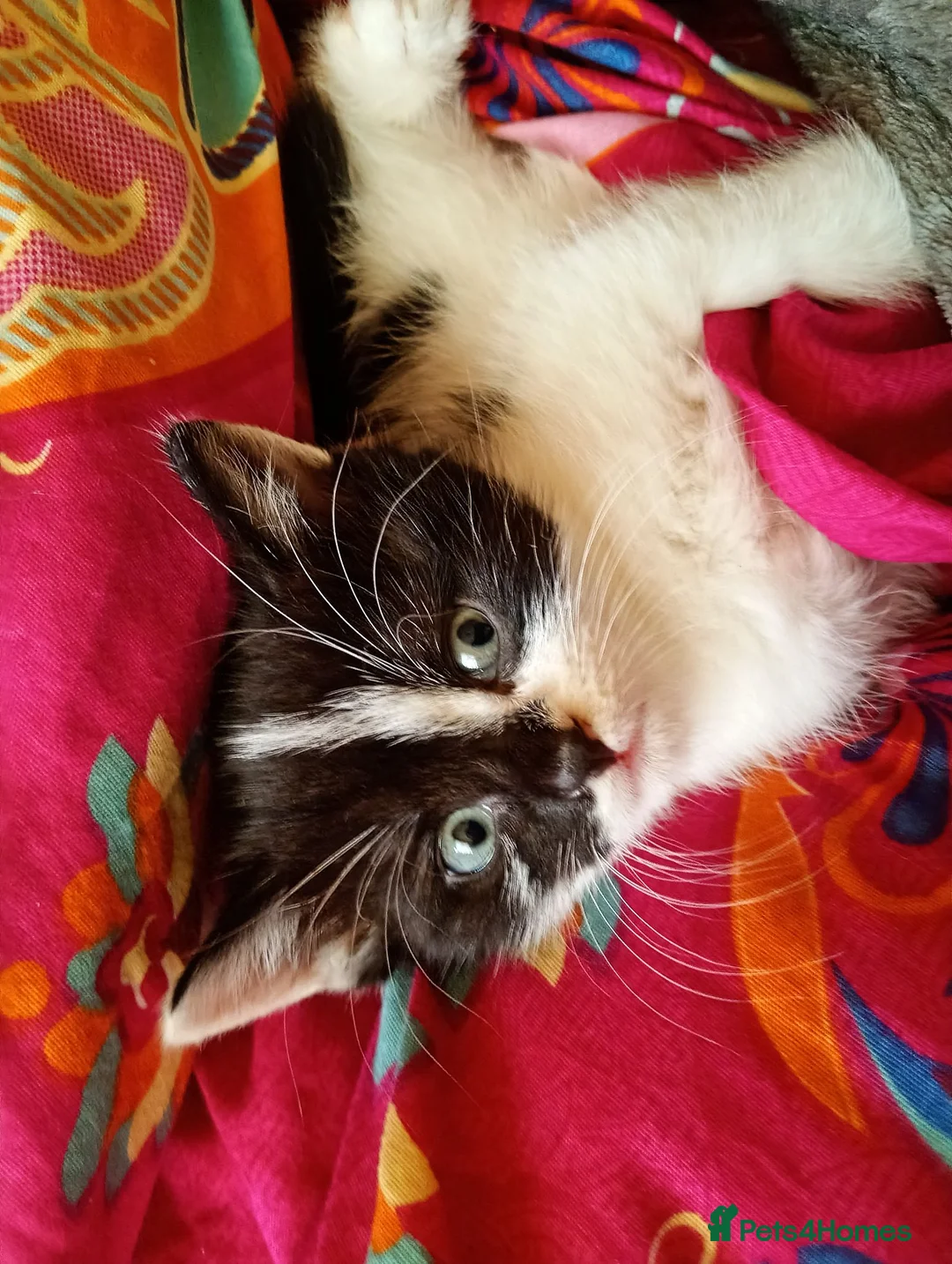 Mixed Breed cats for sale: 9 week old male kitten  in Bridlington - Advert 2