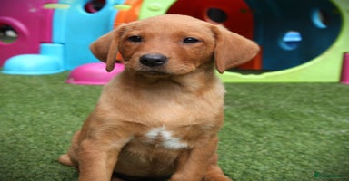 Labrador Retriever dogs - Advert 9