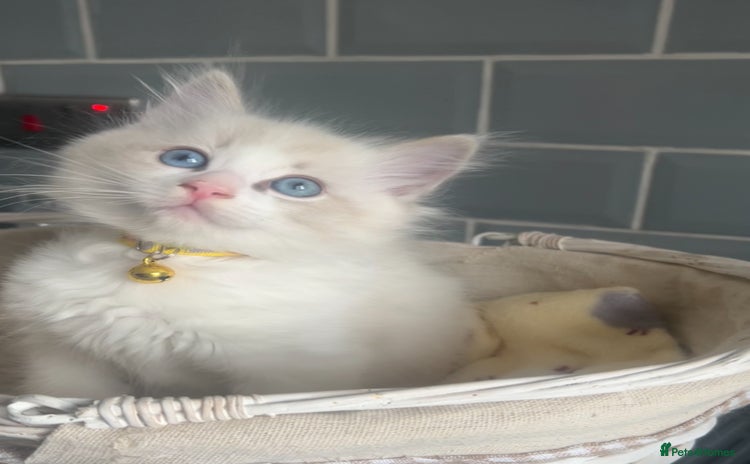 Ragdoll cats - Advert 2