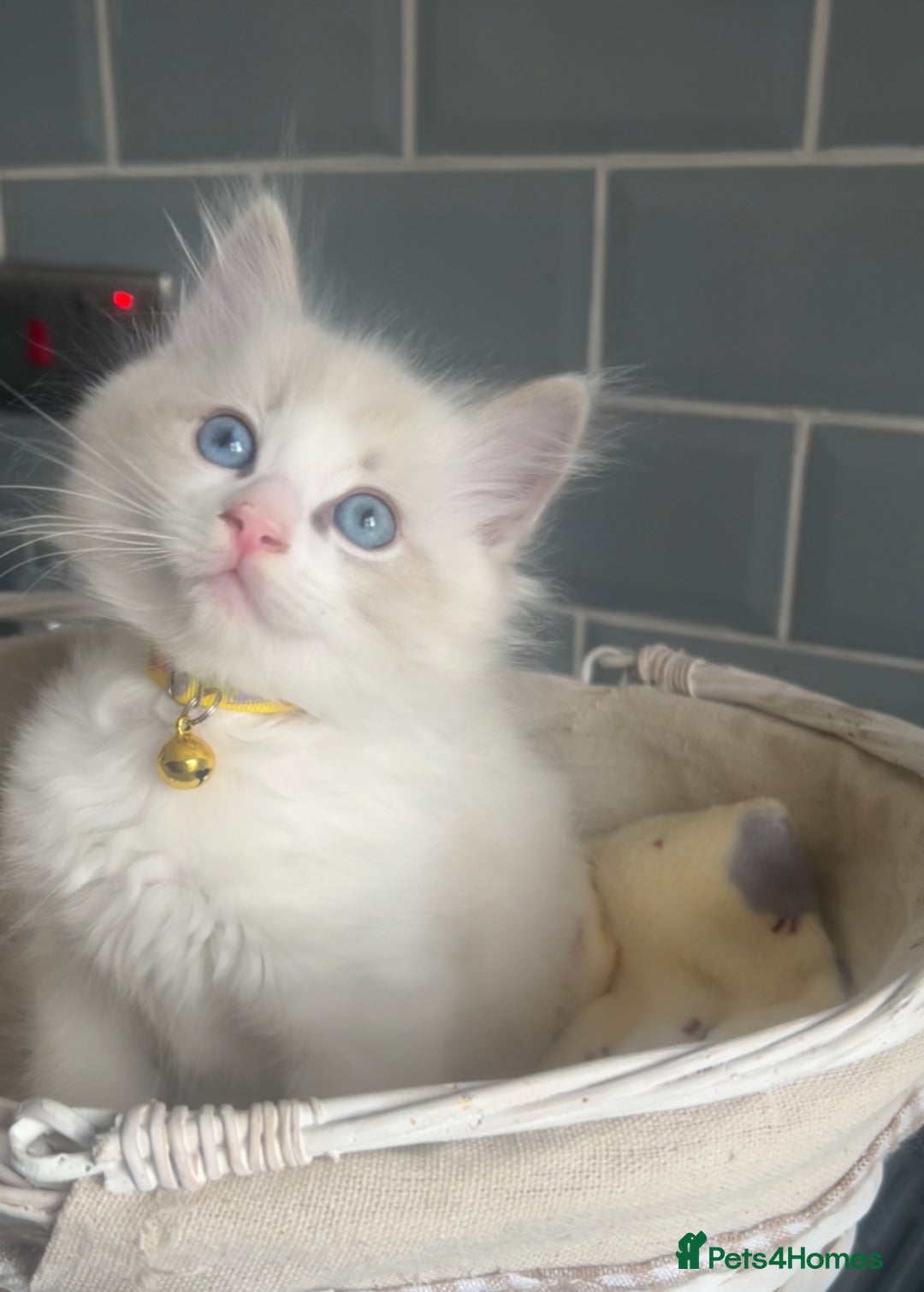 Ragdoll cats for sale: Beautiful Ragdoll kittens - Image 1