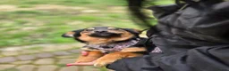 Mixed Breed dogs for adoption: ❤️🐶 LOLLY – GENTLE HEART, HAPPY SOUL in Burton-on-Trent - Advert 9