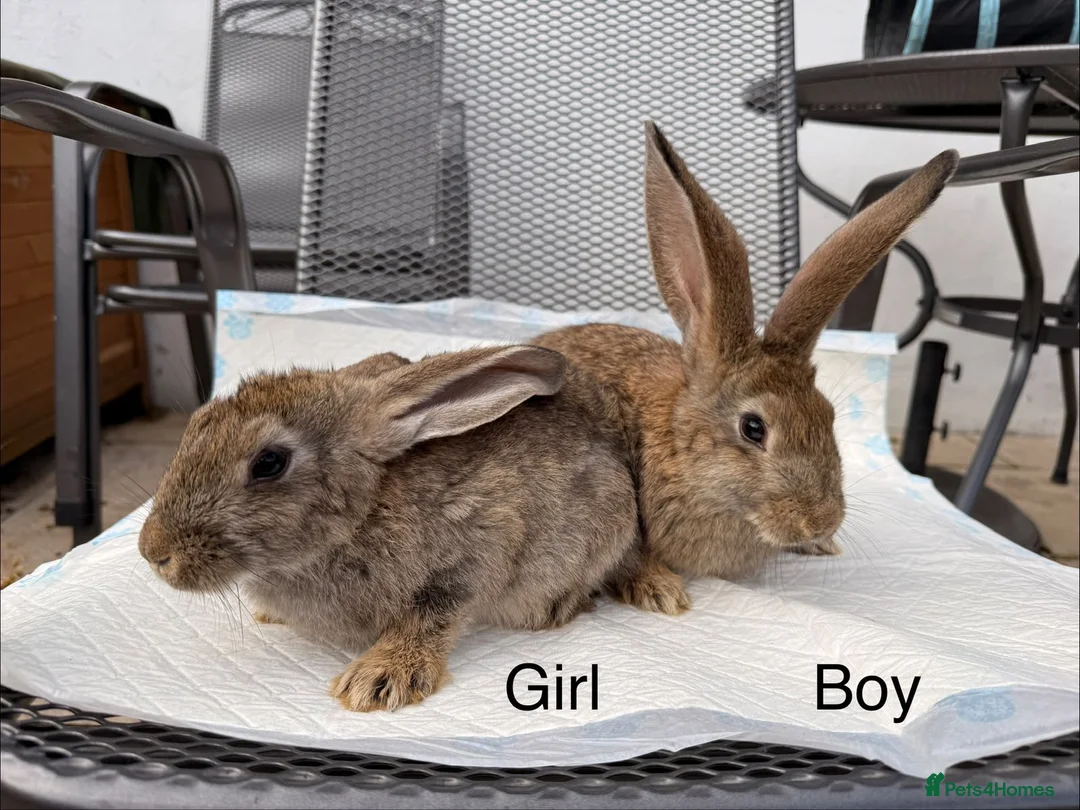 Continental Giant rabbits for sale: Continental giant x New Zealand  - Advert 2