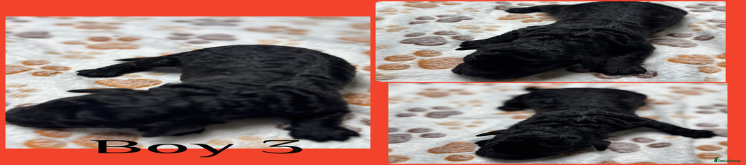 Cockapoo Puppy 3
