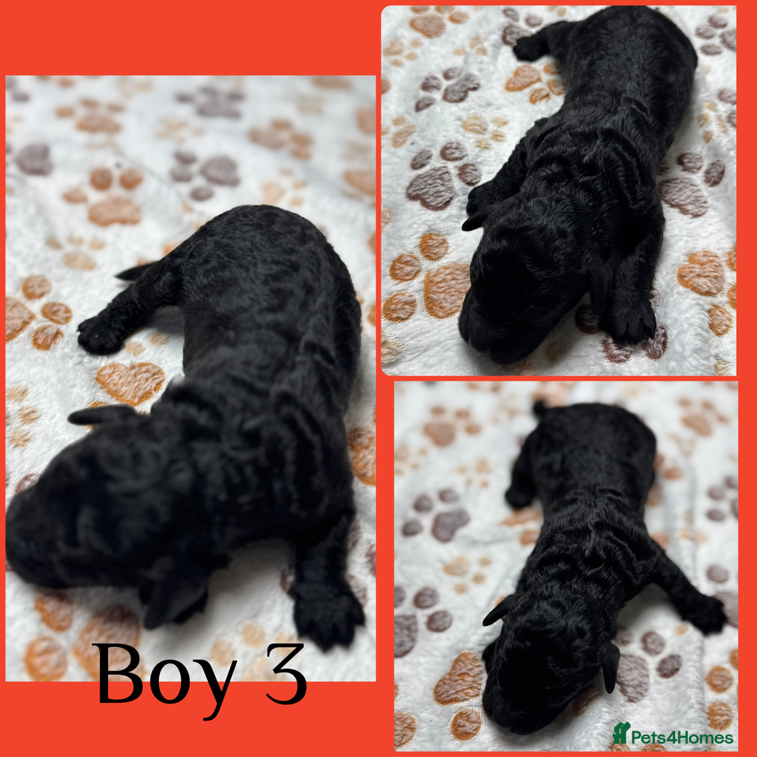 Cockapoo dogs for sale: Outstanding Cockapoos Fully Health Tested  - Image 10