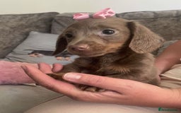 Miniature Dachshund dogs for sale: Mini longhaired Isabella/tan Dachshunds VACCINATED - Image 2