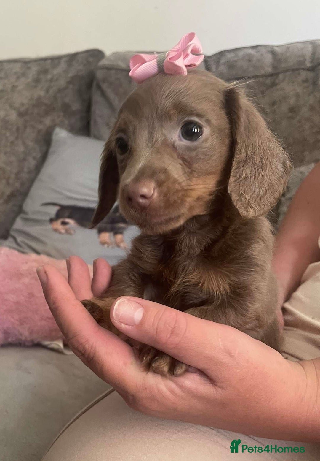 Miniature Dachshund dogs for sale: Mini longhaired Isabella/tan Dachshunds VACCINATED - Image 2