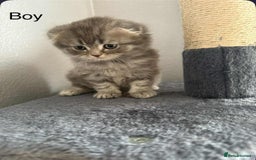 Scottish Fold cats for sale: scottish fold kittens  - Image 2