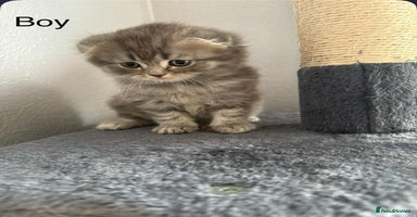 Scottish Fold cats - Advert 3