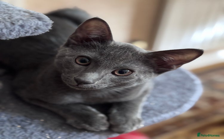 Oriental cats - Advert 11