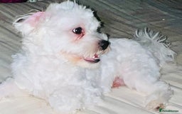 Maltese dogs for sale: 🐶Bichon Maltese for Sale–11 Months Old🐶 - Image 1