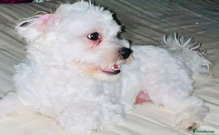 Maltese dogs - Advert 12