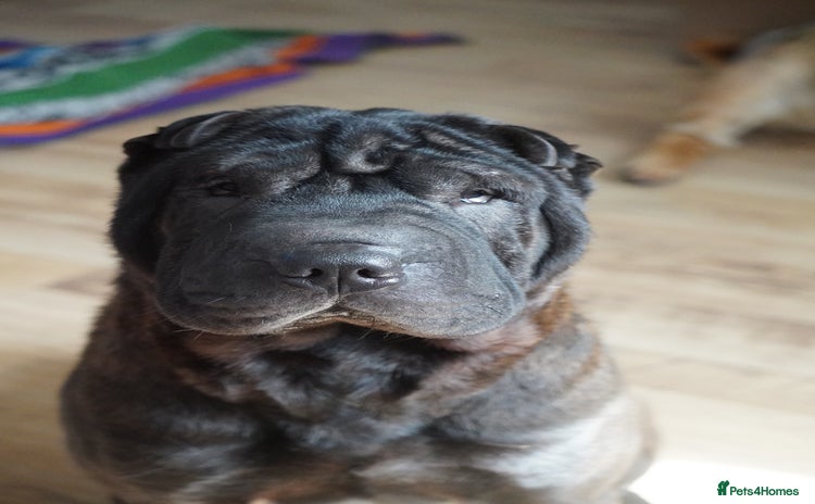 Shar Pei dogs - Advert 1