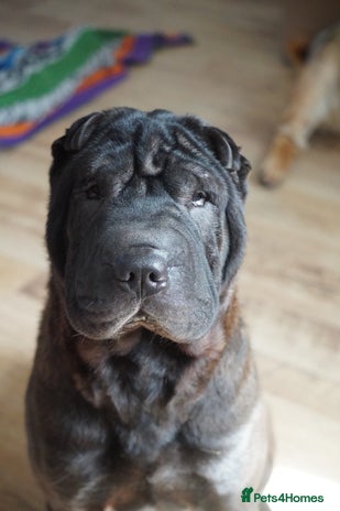 Shar Pei dogs - Advert 5