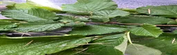 Stick Insects invertebrates for sale: Indian stick Insects  - Advert 3