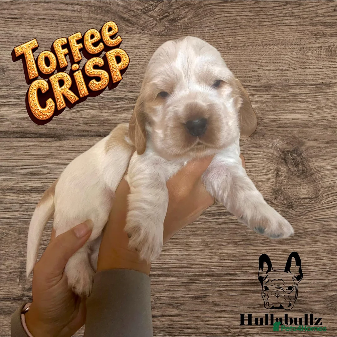 Cocker Spaniel dogs for stud: KC REG SHOW COCKER SPANIEL STUD in Gosport - Advert 36