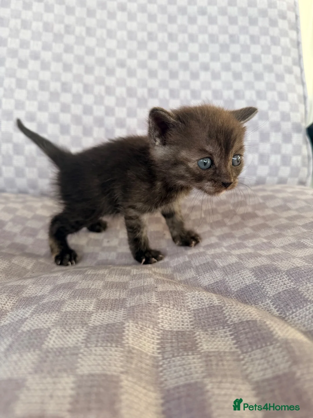 Mixed Breed cats for sale: Grey smoke tabby kitten  - Advert 9