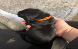 Goldador dogs for sale: Goldador Black & Golden Pups - Pets / Therapy - Image 2