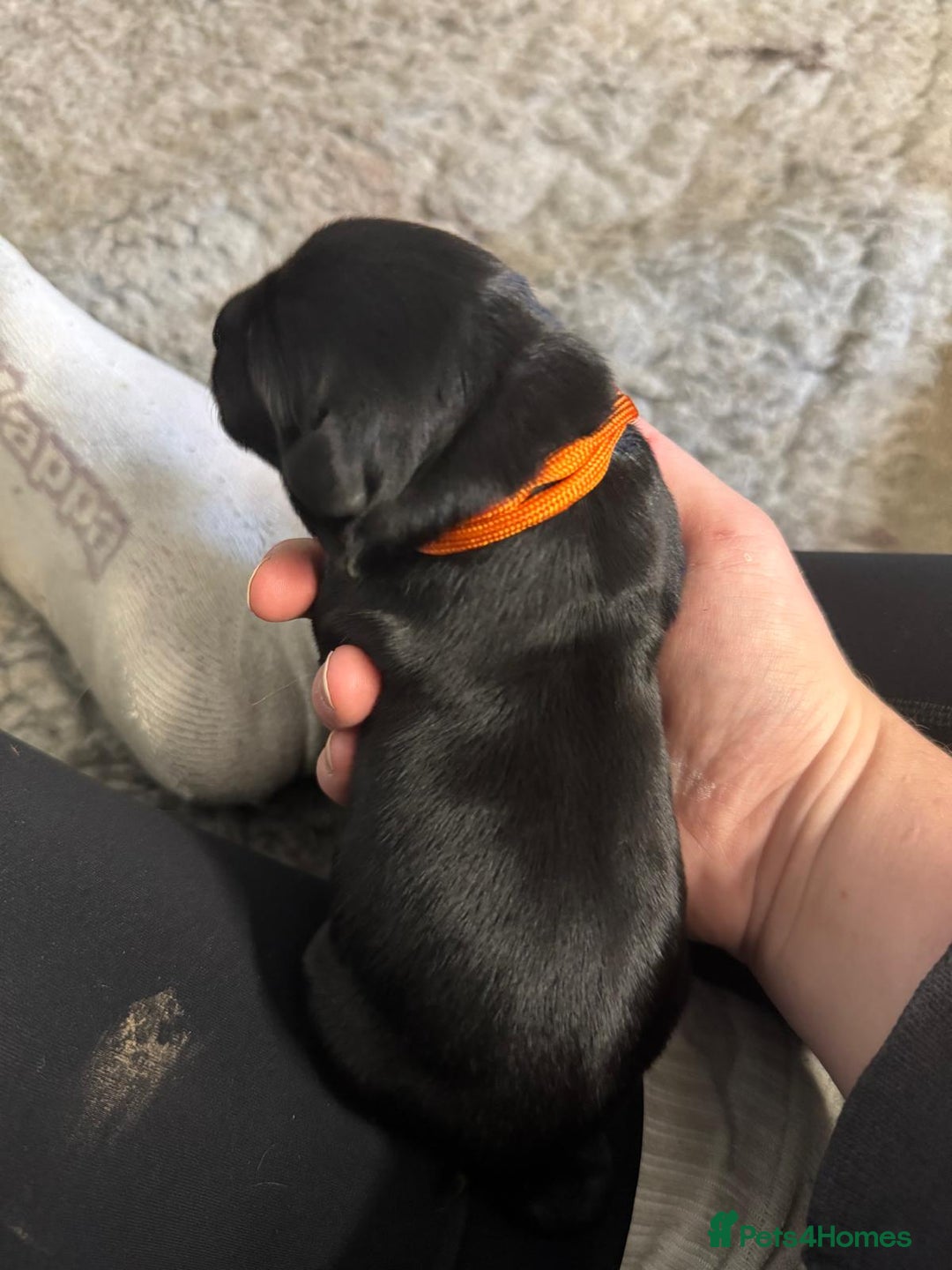 Goldador dogs for sale: Goldador Black & Golden Pups - Pets / Therapy - Image 2