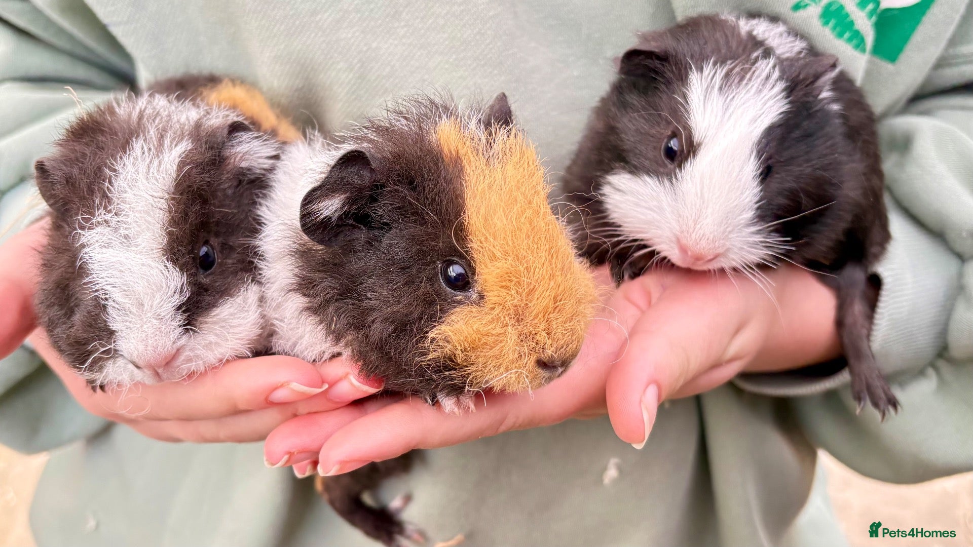 Guinea Pig rodents Baby guineas for sale - Advert 1