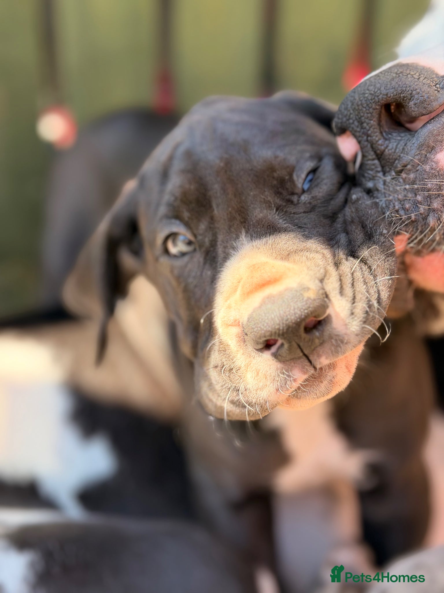 Great Dane dogs KC Reg READY NEXT WEEK 🐶 HEALTH TESTED 🐶 - Advert 1