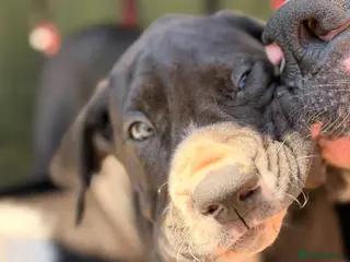 Great Dane dogs KC Reg READY NEXT WEEK 🐶 HEALTH TESTED 🐶 - Advert 1