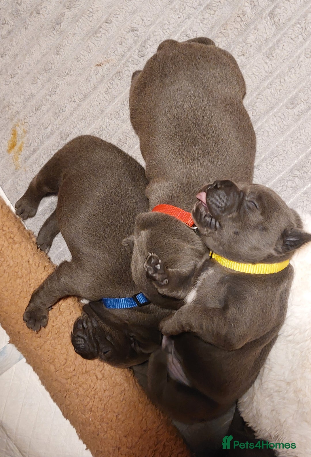 Staffordshire Bull Terrier dogs for sale: 💙KC Staffordshire Bull Terrier puppies 💙 - Advert 19