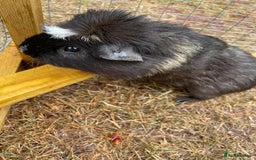 Guinea Pig rodents for sale: 3 Brothers  - Image 10
